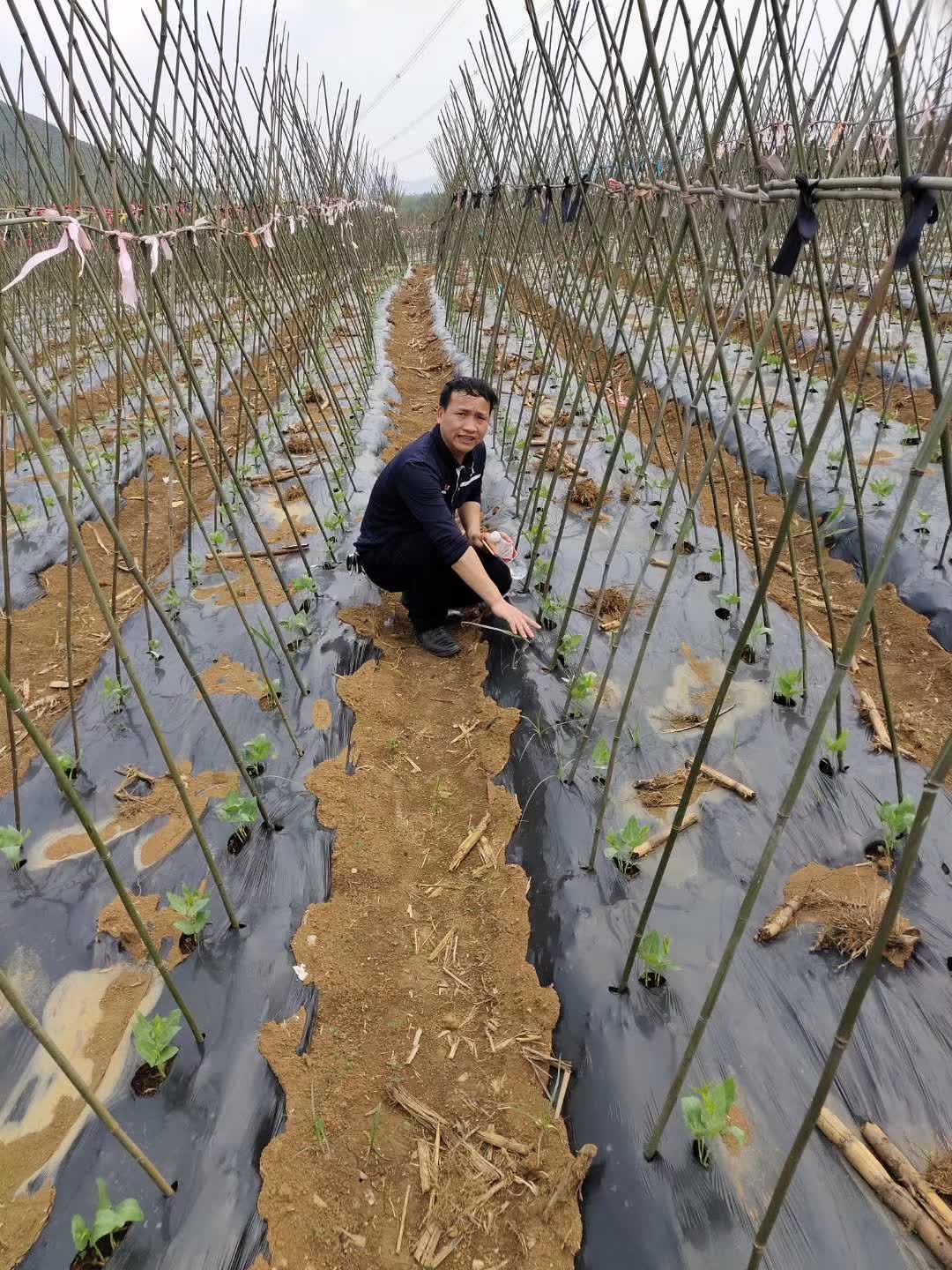 道县蓝地蔬菜种植农民专业合作社